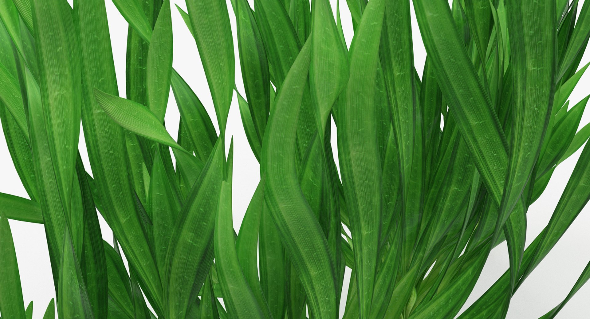 3D vallisneria spiralis background aquarium https://p.turbosquid.com/ts-thumb/BF/dr5oWc/FddLyini/vallisneriaspiralisbackgroundaquariumplantssetmb3dmodel006/jpg/1526346088/1920x1080/fit_q87/7e10efd3ffdca2b84c57987ad5a7b12b1243c0d9/vallisneriaspiralisbackgroundaquariumplantssetmb3dmodel006.jpg
