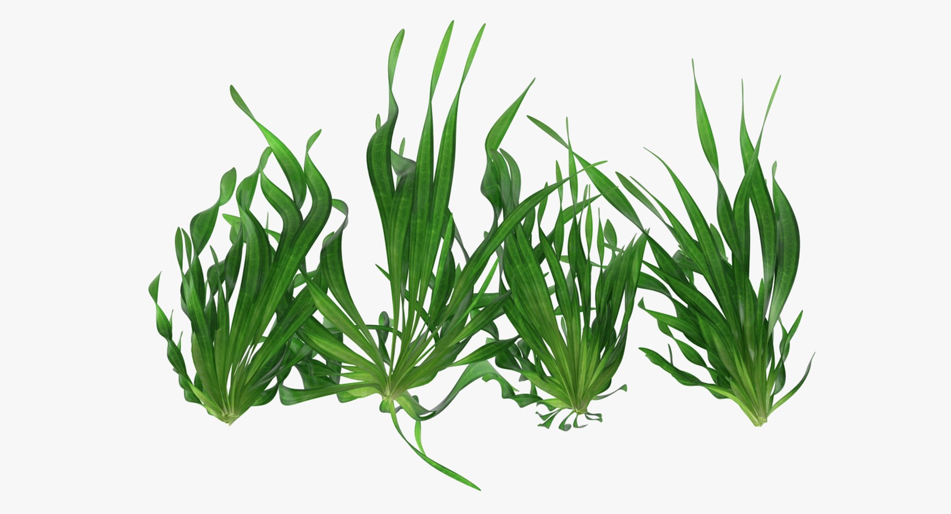 3D vallisneria spiralis background aquarium https://p.turbosquid.com/ts-thumb/BF/dr5oWc/Mqlc2h17/vallisneriaspiralisbackgroundaquariumplantssetmb3dmodel004/jpg/1526346081/1920x1080/fit_q87/ca02b893f3edfda8bffaf8a5d981f4c3faca9bb2/vallisneriaspiralisbackgroundaquariumplantssetmb3dmodel004.jpg