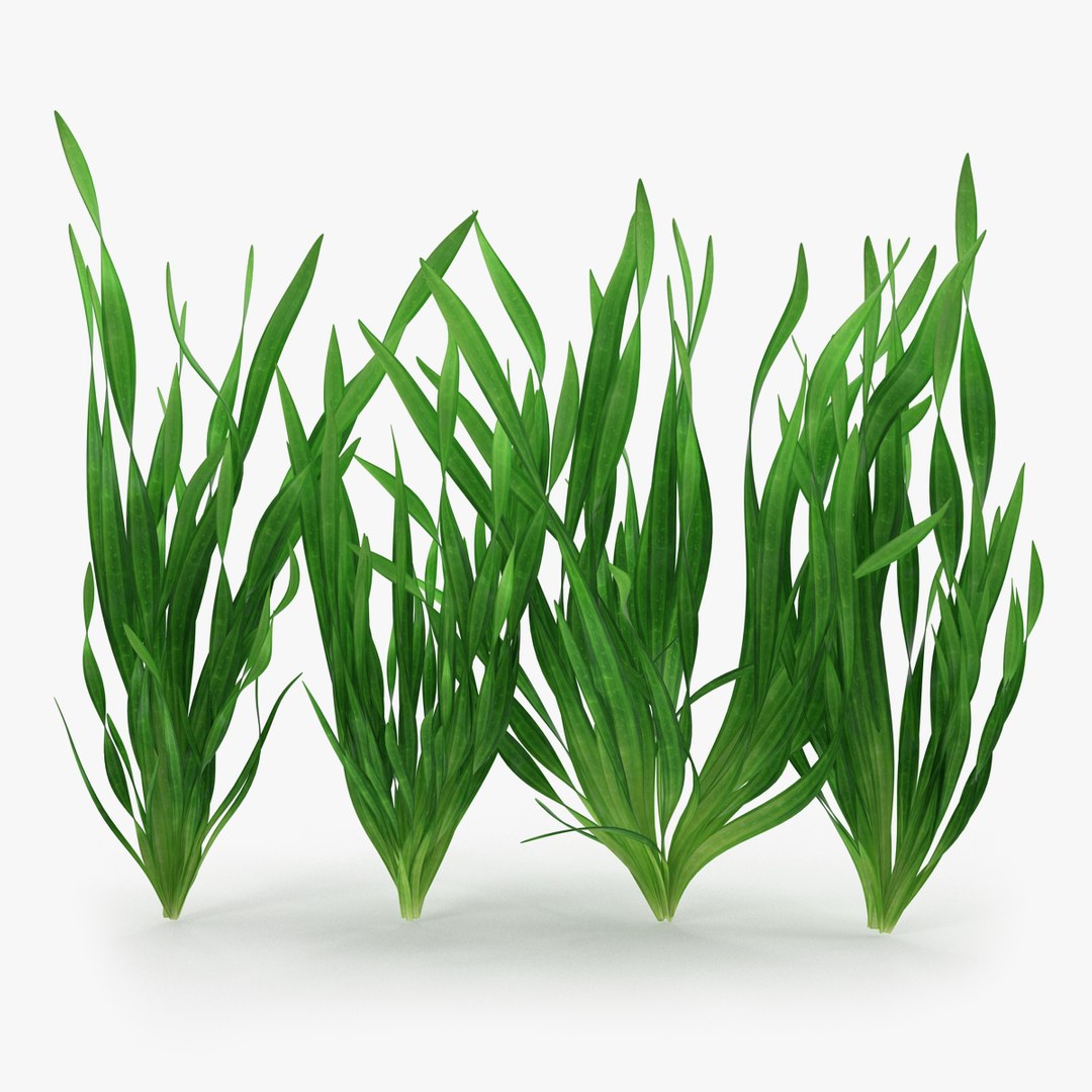 Vallisneria Spiralis Background Aquarium Plants Set 3D model preview