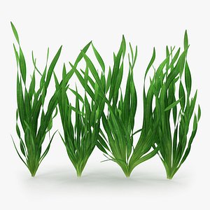 Vallisneria Spiralis Background Aquarium Plants Set