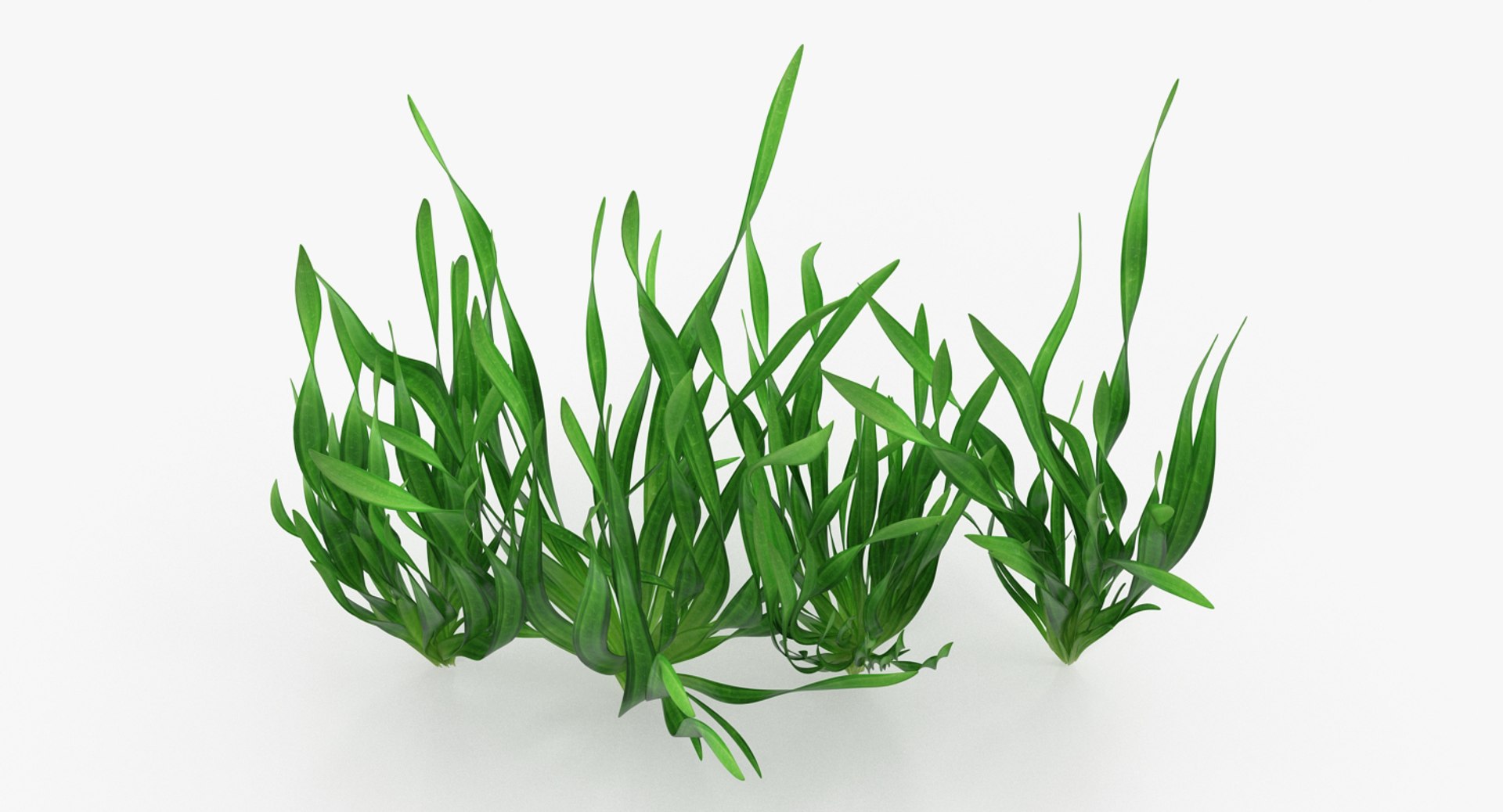 3D vallisneria spiralis background aquarium https://p.turbosquid.com/ts-thumb/BF/dr5oWc/h9SJhOpz/vallisneriaspiralisbackgroundaquariumplantssetmb3dmodel003/jpg/1526346077/1920x1080/fit_q87/a6abbbbe7553448bc5c1aaea0f15ef27eada21d9/vallisneriaspiralisbackgroundaquariumplantssetmb3dmodel003.jpg