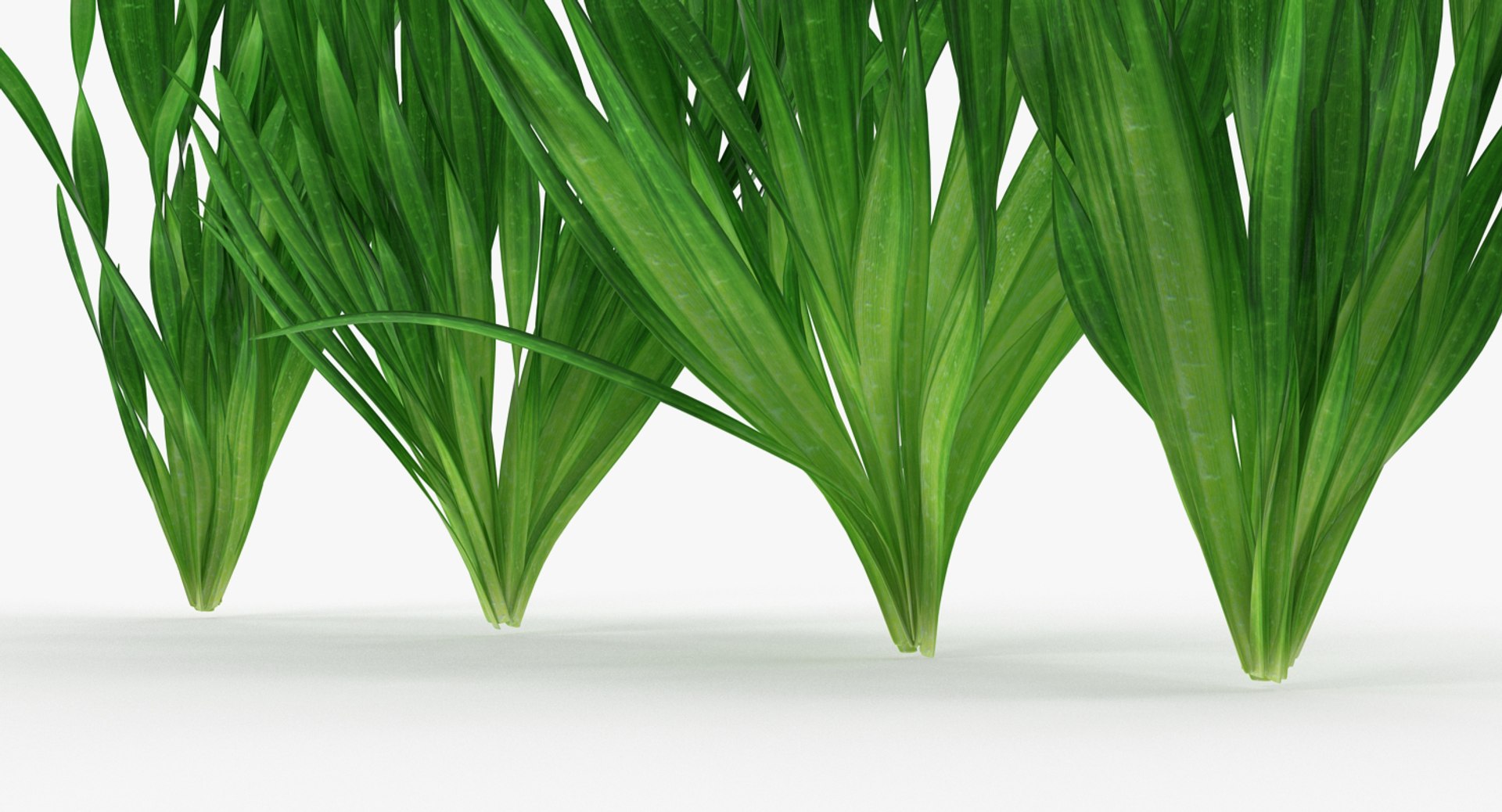 3D vallisneria spiralis background aquarium https://p.turbosquid.com/ts-thumb/BF/dr5oWc/lG6NqFaT/vallisneriaspiralisbackgroundaquariumplantssetmb3dmodel005/jpg/1526346084/1920x1080/fit_q87/60dddaf060af9028d8b2af12f4cf8acdeb936476/vallisneriaspiralisbackgroundaquariumplantssetmb3dmodel005.jpg