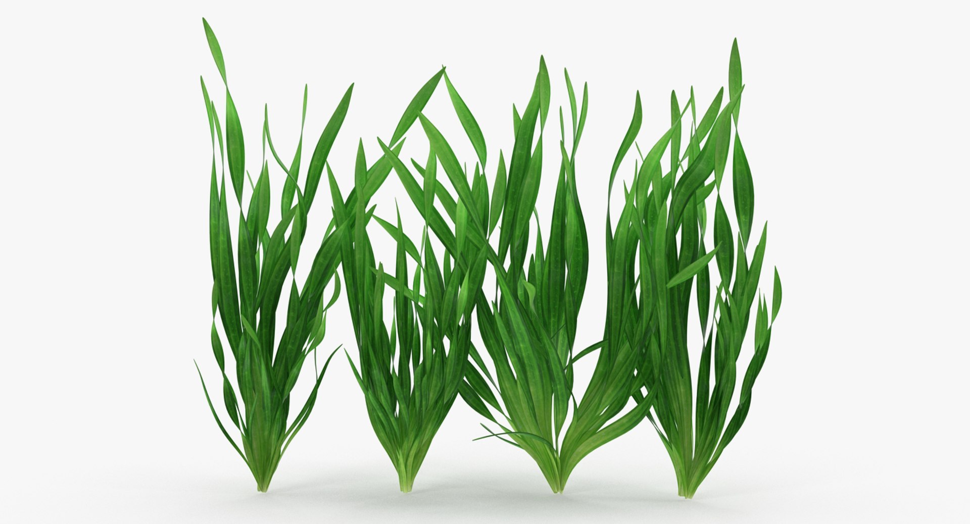 3D vallisneria spiralis background aquarium https://p.turbosquid.com/ts-thumb/BF/dr5oWc/m5QckonE/vallisneriaspiralisbackgroundaquariumplantssetmb3dmodel001/jpg/1526346068/1920x1080/fit_q87/b6baf7654dc3469942c8ce0e5ae0b6095825bd4b/vallisneriaspiralisbackgroundaquariumplantssetmb3dmodel001.jpg