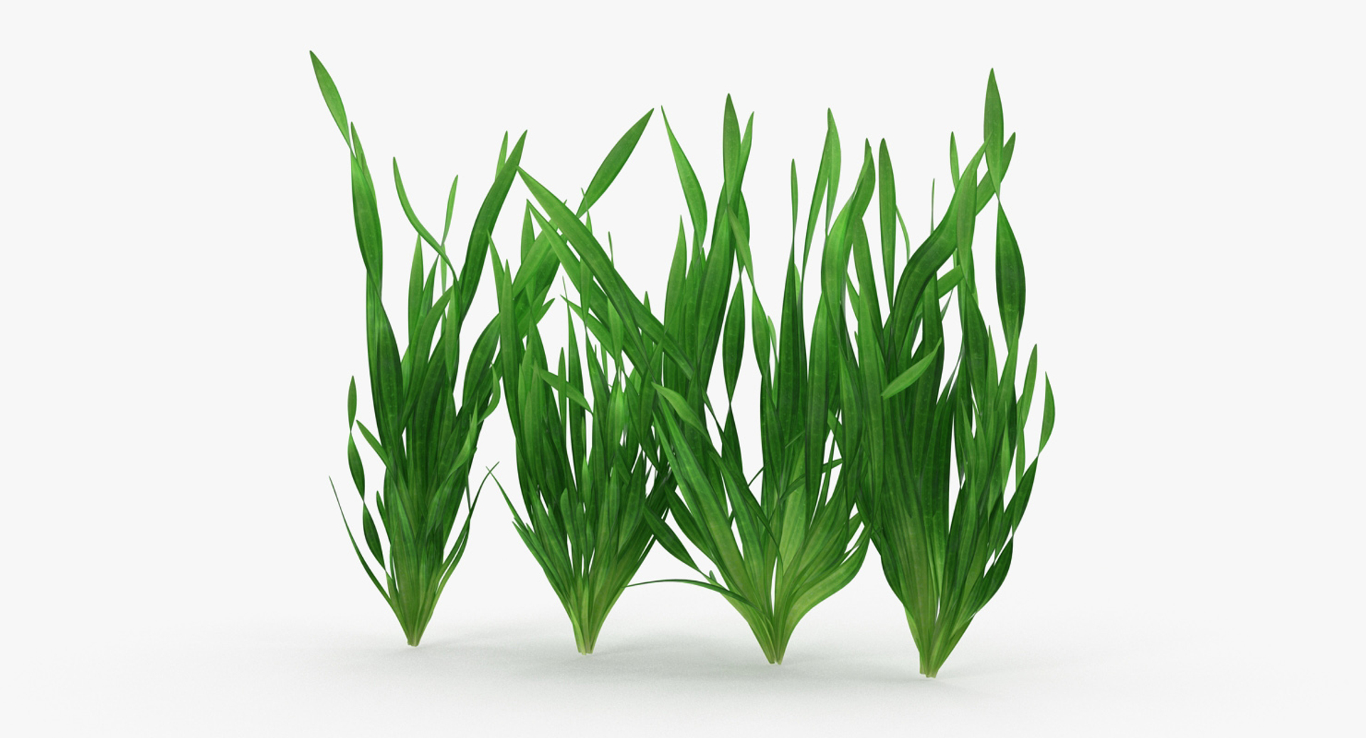 3D vallisneria spiralis background aquarium https://p.turbosquid.com/ts-thumb/BF/dr5oWc/tSmMckMc/vallisneria_spiralis_background_aquarium_plants_set_360/jpg/1526345602/1920x1080/turn_fit_q99/785b98db1d17dcb635a9597edd0ae09316e00ac4/vallisneria_spiralis_background_aquarium_plants_set_360-1.jpg