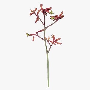 Evergreen Kangaroo Paw Australian Sword Lily Anigozanthos Flavidus Remastered