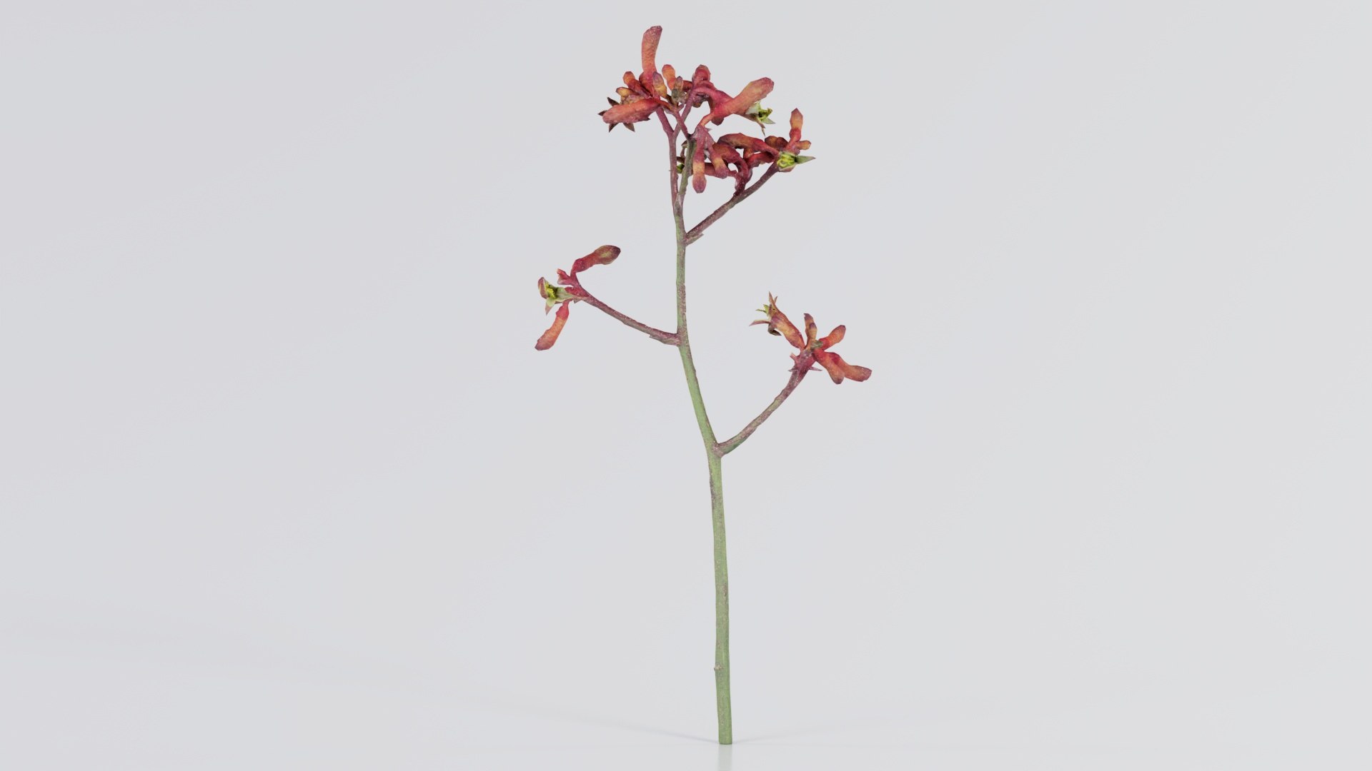 Evergreen Kangaroo Paw Australian Sword Lily Anigozanthos Flavidus Remastered 3D model https://p.turbosquid.com/ts-thumb/BF/e6y1OX/FT/evergreen_kangaroo_paw_australian_sword_lily_anigozanthos_flavidus_05/jpg/1740375429/1920x1080/fit_q87/7c15f3b912dde5bcf9915dfcfaf5e7796e2c112a/evergreen_kangaroo_paw_australian_sword_lily_anigozanthos_flavidus_05.jpg