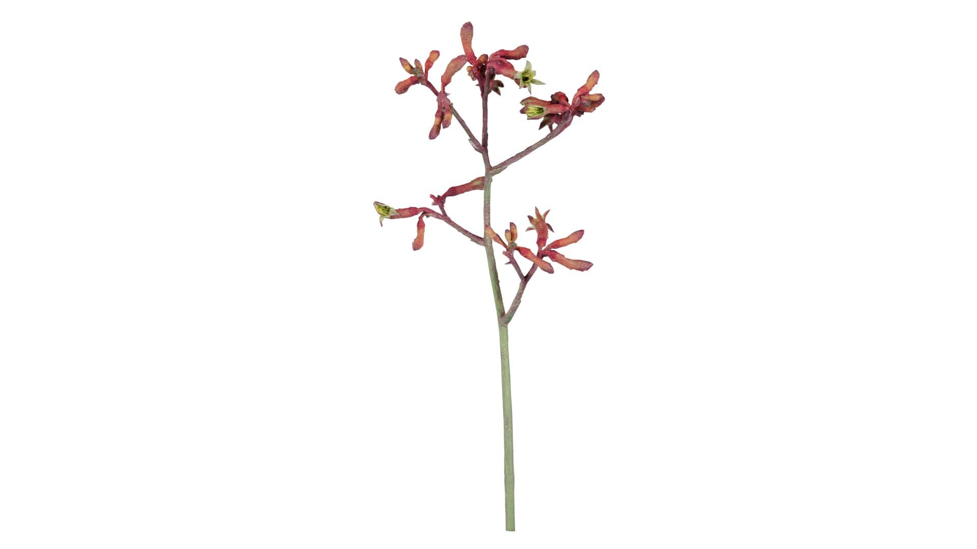 Evergreen Kangaroo Paw Australian Sword Lily Anigozanthos Flavidus Remastered 3D model https://p.turbosquid.com/ts-thumb/BF/e6y1OX/Pz/evergreen_kangaroo_paw_australian_sword_lily_anigozanthos_flavidus_00/jpg/1740375415/1920x1080/fit_q87/7086fa0ac8899585004c0308568e310b1ce71419/evergreen_kangaroo_paw_australian_sword_lily_anigozanthos_flavidus_00.jpg