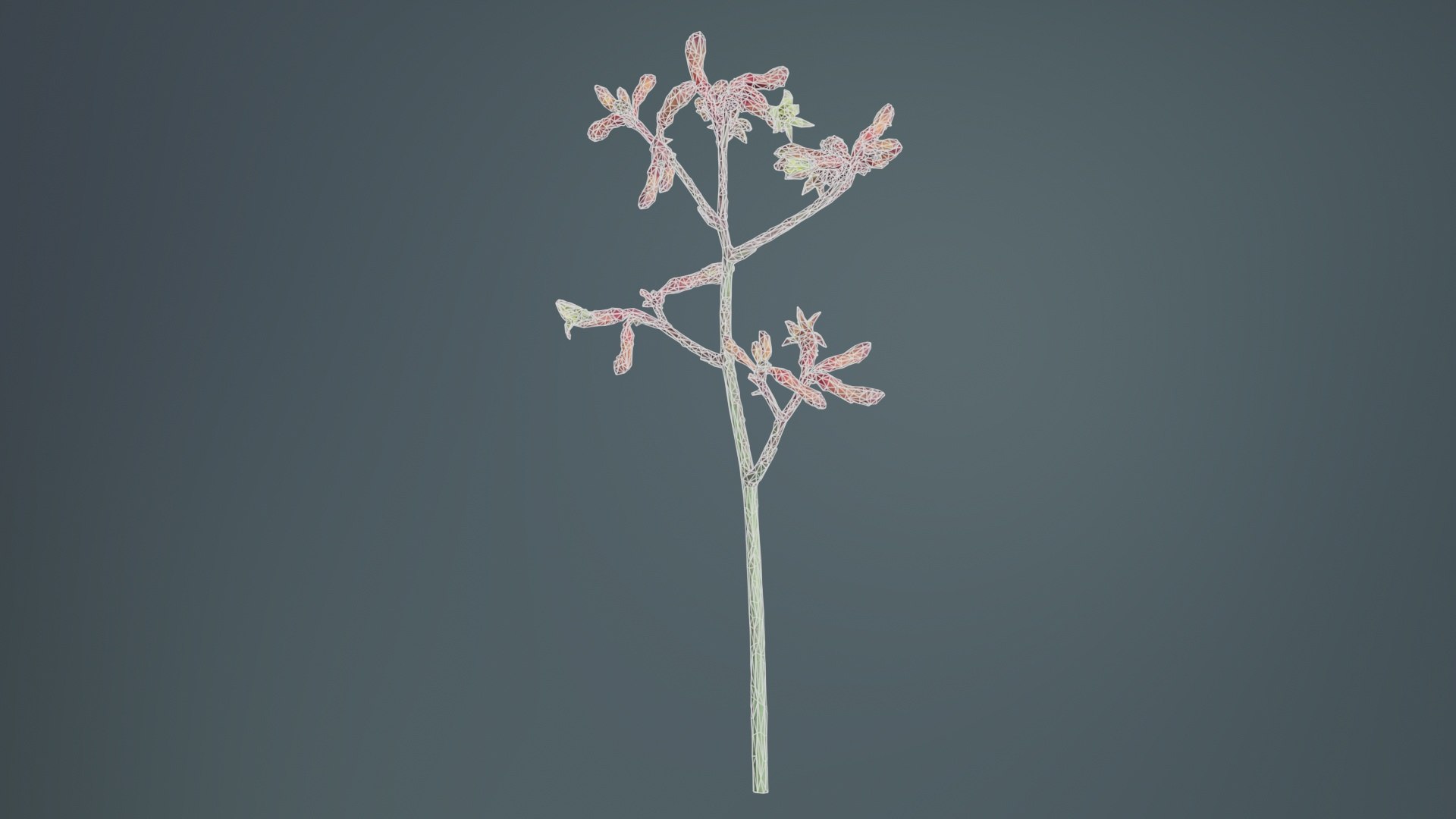 Evergreen Kangaroo Paw Australian Sword Lily Anigozanthos Flavidus Remastered 3D model https://p.turbosquid.com/ts-thumb/BF/e6y1OX/Qi/evergreen_kangaroo_paw_australian_sword_lily_anigozanthos_flavidus_09/jpg/1740375438/1920x1080/fit_q87/95e7d6f0ea7f6578a857bab8fd723c4c0c8c95d3/evergreen_kangaroo_paw_australian_sword_lily_anigozanthos_flavidus_09.jpg