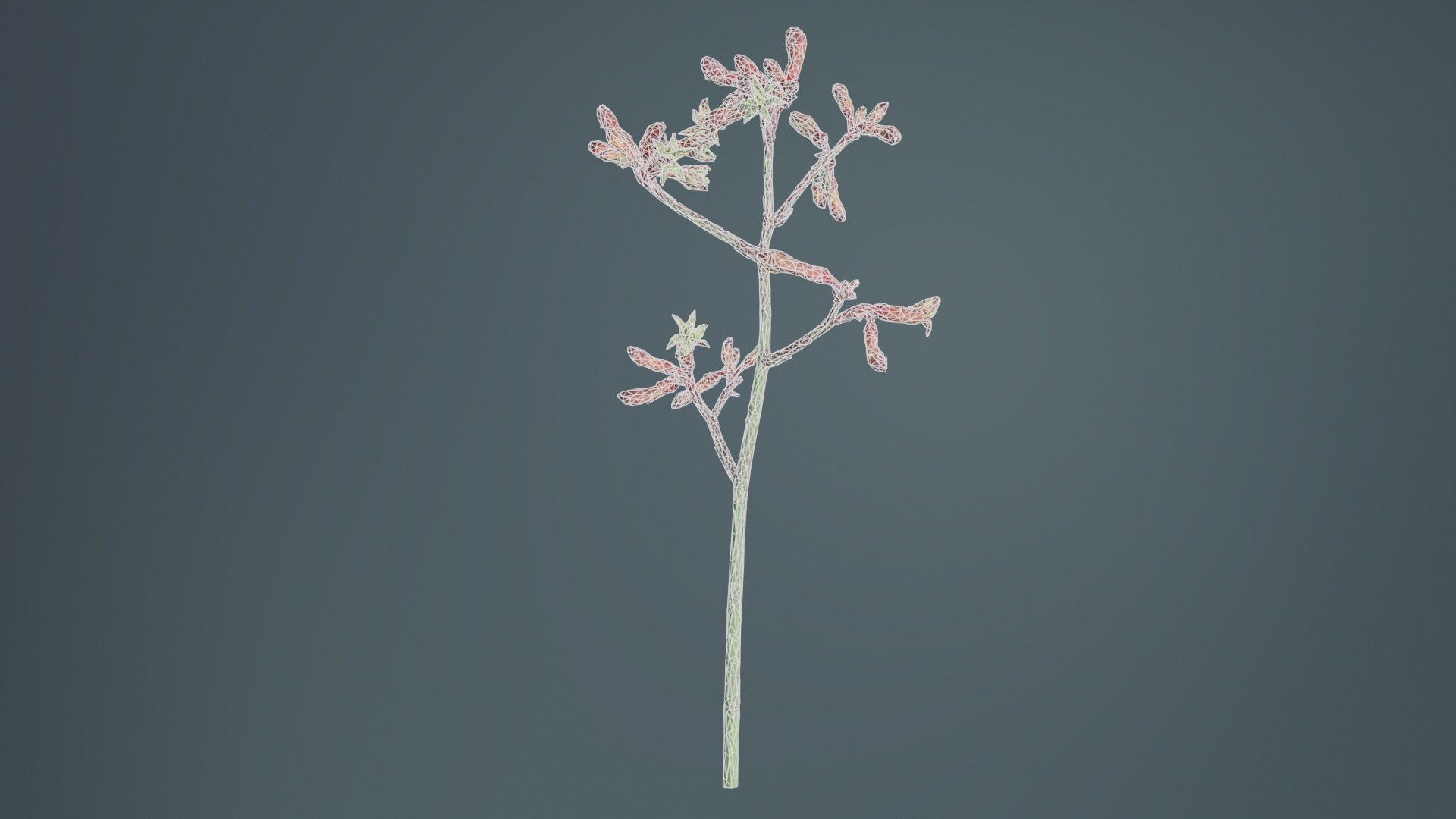 Evergreen Kangaroo Paw Australian Sword Lily Anigozanthos Flavidus Remastered 3D model https://p.turbosquid.com/ts-thumb/BF/e6y1OX/Rk/evergreen_kangaroo_paw_australian_sword_lily_anigozanthos_flavidus_10/jpg/1740375440/1920x1080/fit_q87/e45f550deb1158f5fb3caa8cae89e80eea2876b3/evergreen_kangaroo_paw_australian_sword_lily_anigozanthos_flavidus_10.jpg