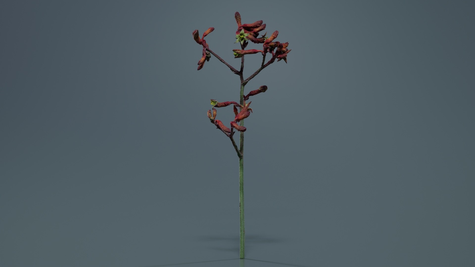 Evergreen Kangaroo Paw Australian Sword Lily Anigozanthos Flavidus Remastered 3D model https://p.turbosquid.com/ts-thumb/BF/e6y1OX/Tj/evergreen_kangaroo_paw_australian_sword_lily_anigozanthos_flavidus_01/jpg/1740375417/1920x1080/fit_q87/9407a4db8bcd8e0495040e08dfa5cbf07f9470d3/evergreen_kangaroo_paw_australian_sword_lily_anigozanthos_flavidus_01.jpg