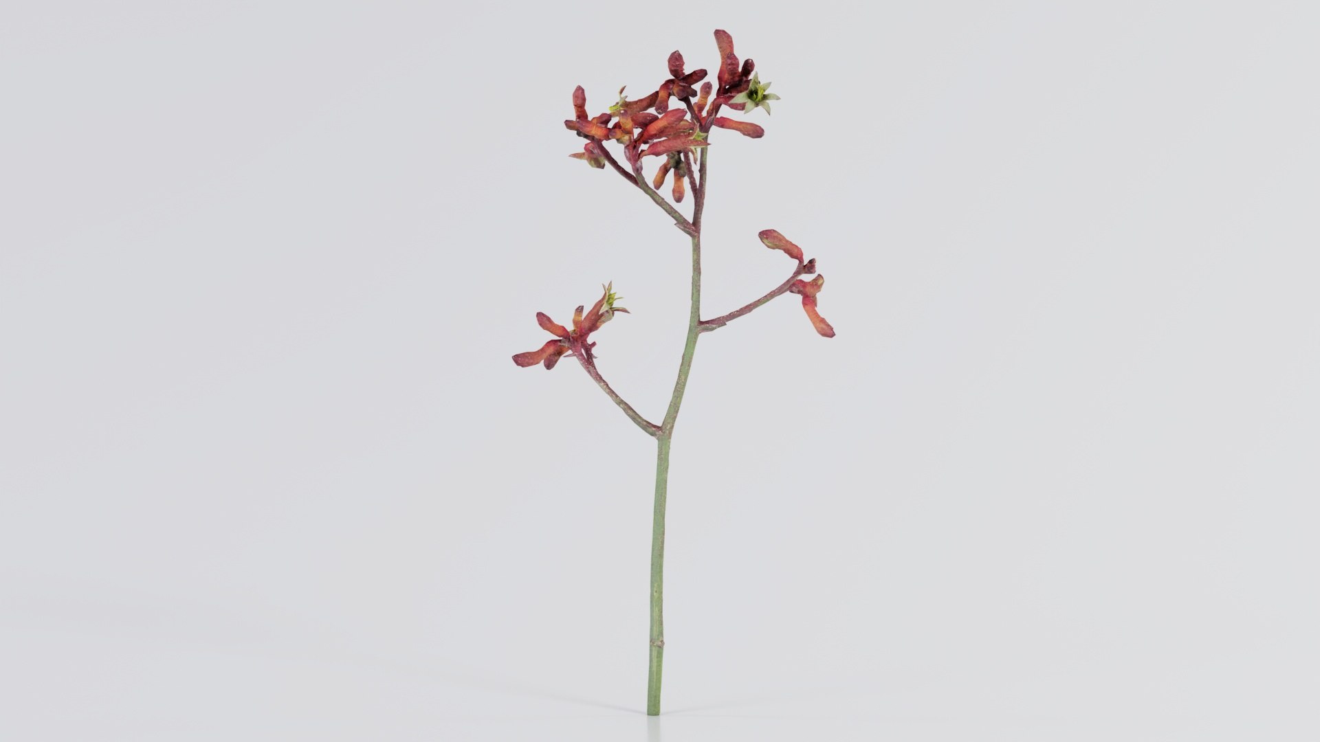 Evergreen Kangaroo Paw Australian Sword Lily Anigozanthos Flavidus Remastered 3D model https://p.turbosquid.com/ts-thumb/BF/e6y1OX/aU/evergreen_kangaroo_paw_australian_sword_lily_anigozanthos_flavidus_06/jpg/1740375432/1920x1080/fit_q87/c8c8c2c3bc68092d162fb6486d507352356c3be7/evergreen_kangaroo_paw_australian_sword_lily_anigozanthos_flavidus_06.jpg