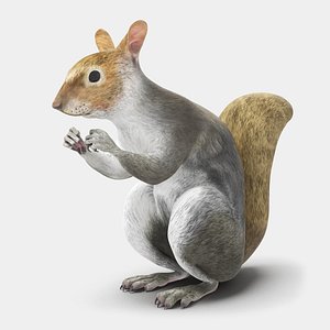 3D model Gray Squirrel in a Sitting Pose