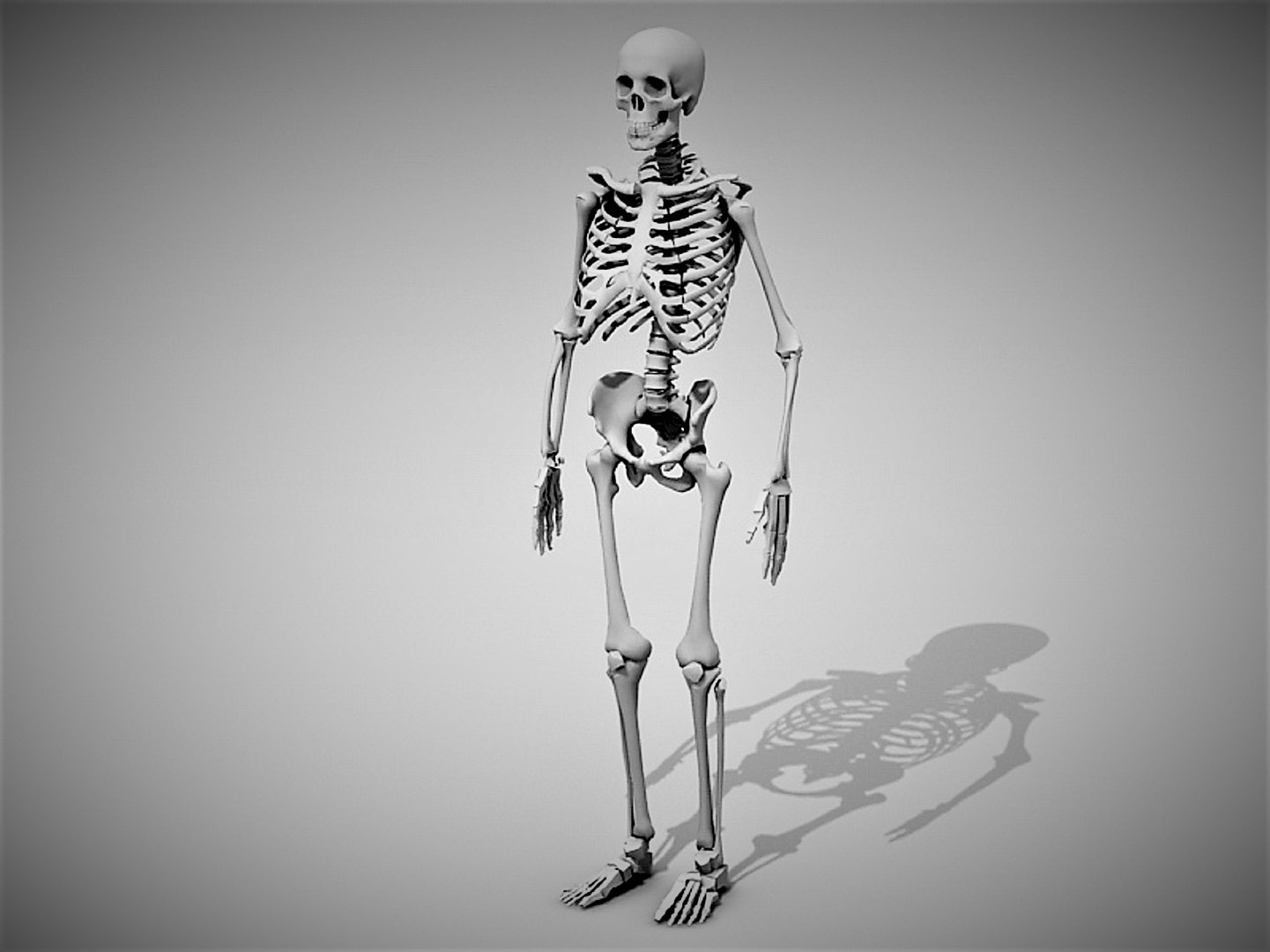 3D Skeleton model TurboSquid 1956487