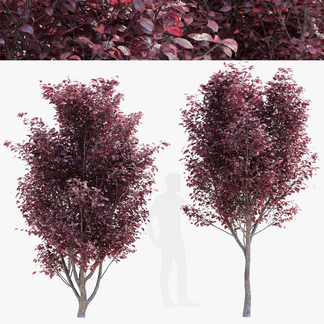 3D Prunus pissardii - TurboSquid 2021590