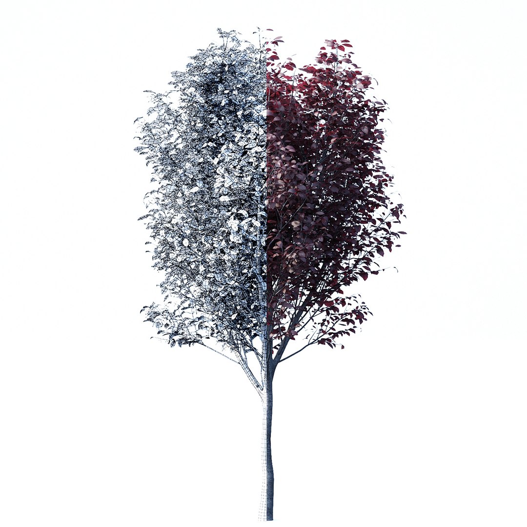 3D Prunus Pissardii - TurboSquid 2021590