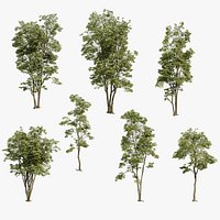 Acer Rubrum Pack