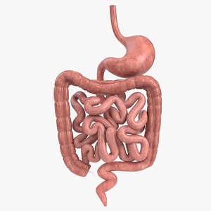 Anatomy - Human Digestive System 3D model