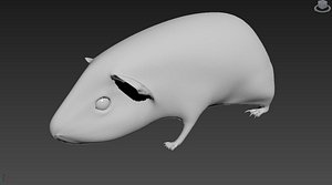 cavy