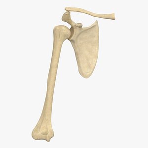 Shoulder Joint Bone Configuration