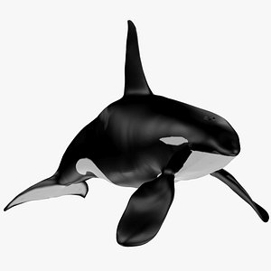 orca male bull 3D