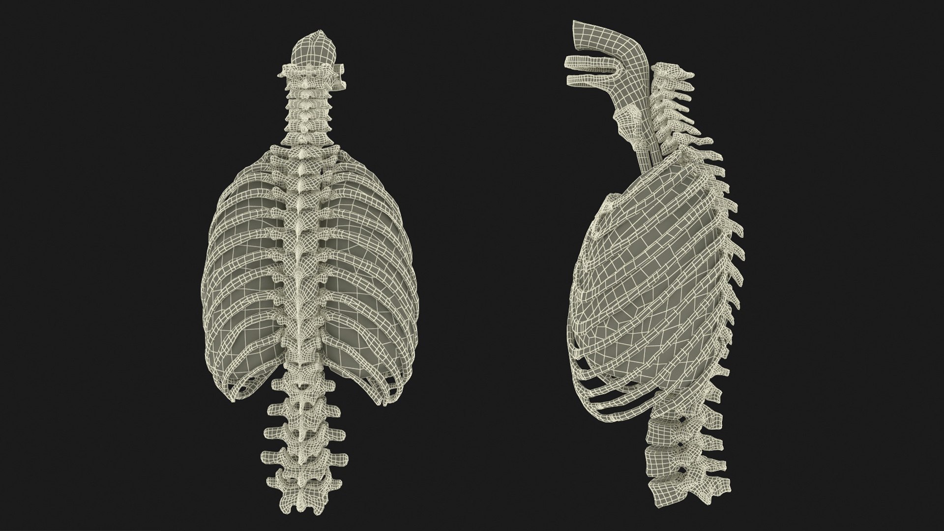 3D Female Ribcage And Lungs Anatomy Model - TurboSquid 2386168