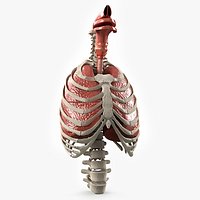 Female Ribcage and Lungs Anatomy