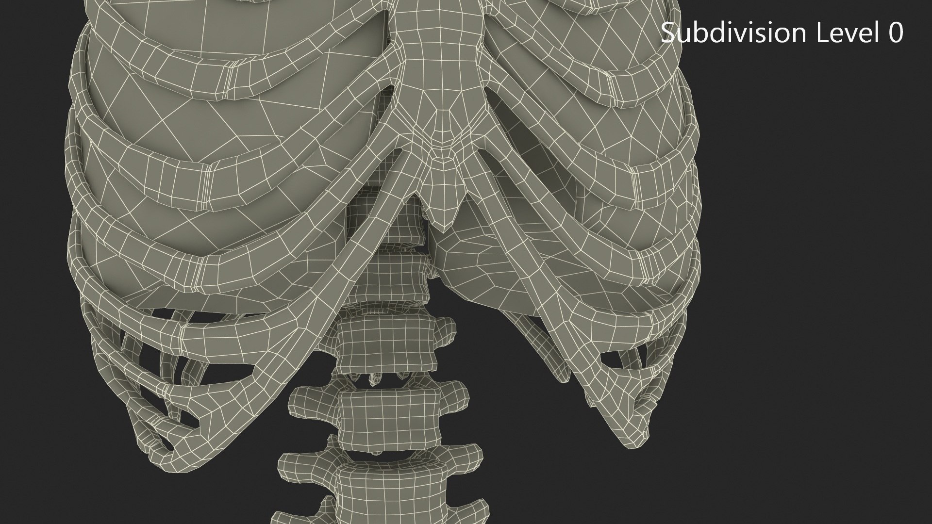 3D Female Ribcage And Lungs Anatomy Model - TurboSquid 2386168