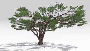 3D African Acacia Tree-S10