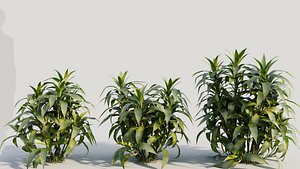 Dracaena sanderiana c