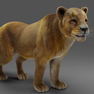 3D Fur Lioness V02 Rigged and Animation in Unity