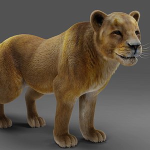 Fur Lioness V02 Rigged and Animation in Unity