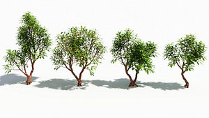 Arbutus tree 3D model