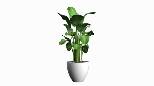 Plant Big Leaves 3d - Turbosquid 1627138