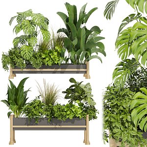 3D Collection plant vol 420 - indoor - monstera - banana - indoor - 3dmax - cinema 4d