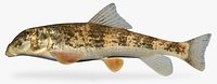 Hypentelium roanokense  Roanoke Hog Sucker