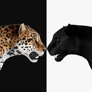 3D Jaguar - Panthera Onca For Production - MAYA 3D model 3D model