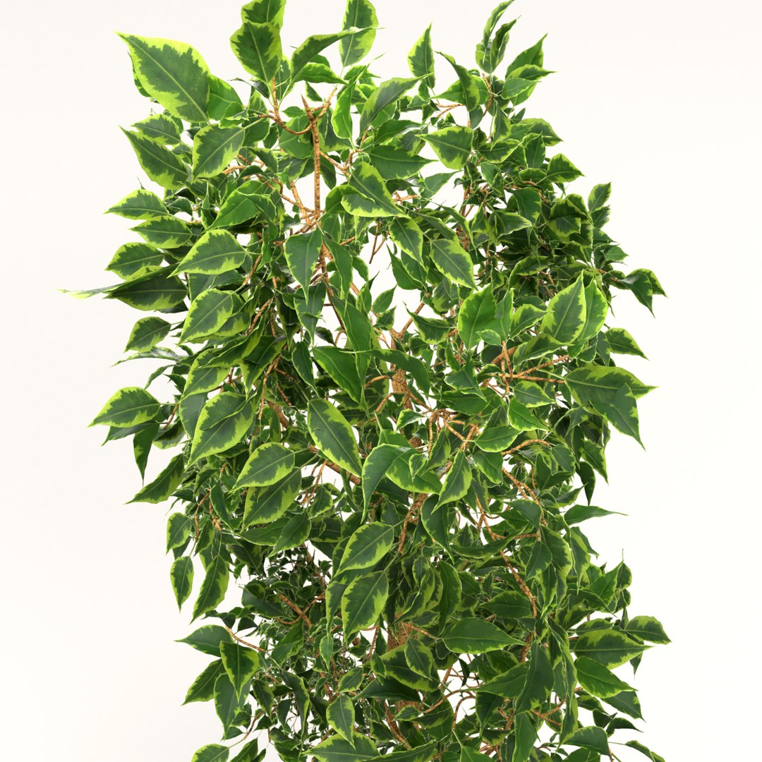 Ficus Model - TurboSquid 1609800