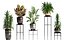Collection Exotic plants 362