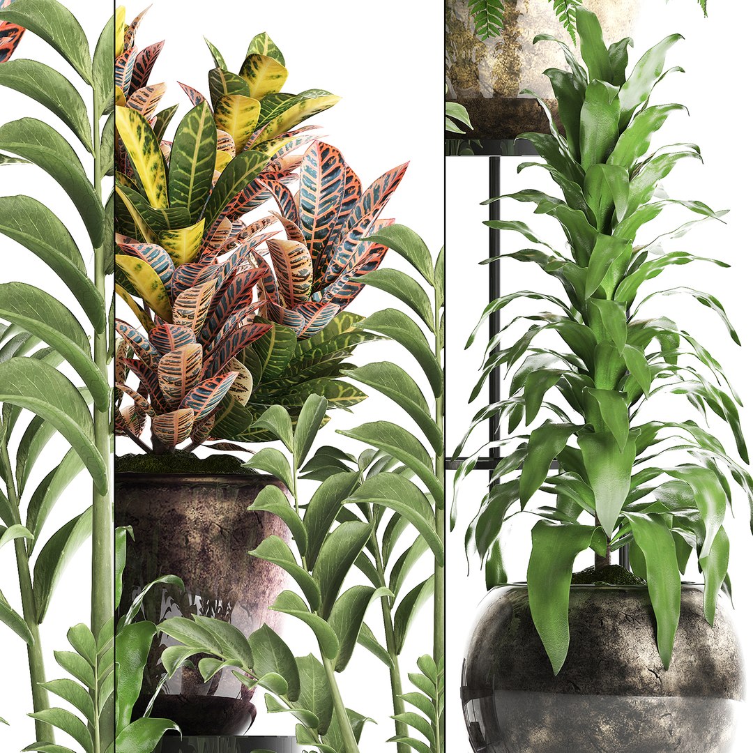 Houseplants Exotic Plants 3D - TurboSquid 1434349