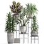 Collection Exotic plants 362