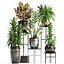 Collection Exotic plants 362