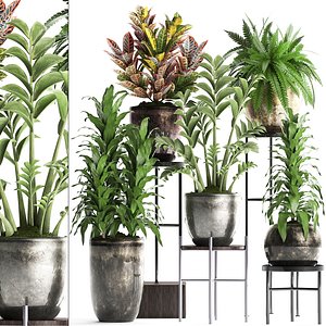 houseplants exotic plants 3D