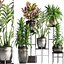 Collection Exotic plants 362