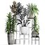Collection Exotic plants 362