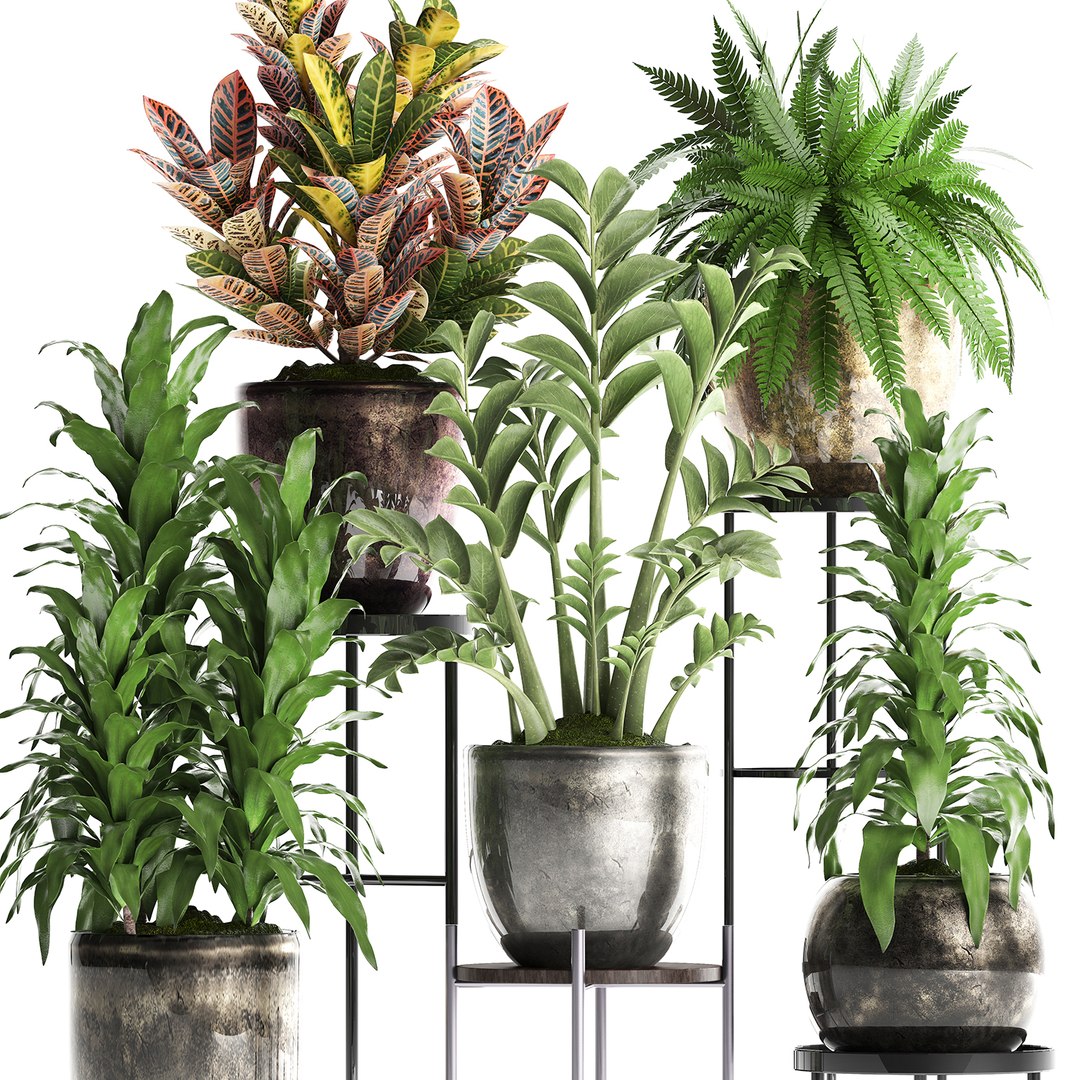 Houseplants Exotic Plants 3D - TurboSquid 1434349