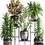 Collection Exotic plants 362