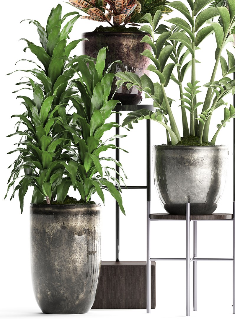 houseplants exotic plants 3D https://p.turbosquid.com/ts-thumb/BH/6hFjH2/qvMKLGVt/plant0708201904/jpg/1565261613/1920x1080/fit_q87/16c35b08e31beda63447a2a5e37b8177d716121d/plant0708201904.jpg
