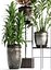 Collection Exotic plants 362
