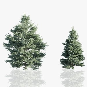 3D model White Fir Trees