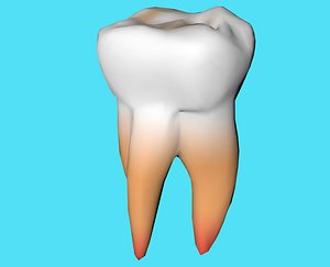 molar tooth 3d model